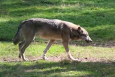 Wolf-128.jpg